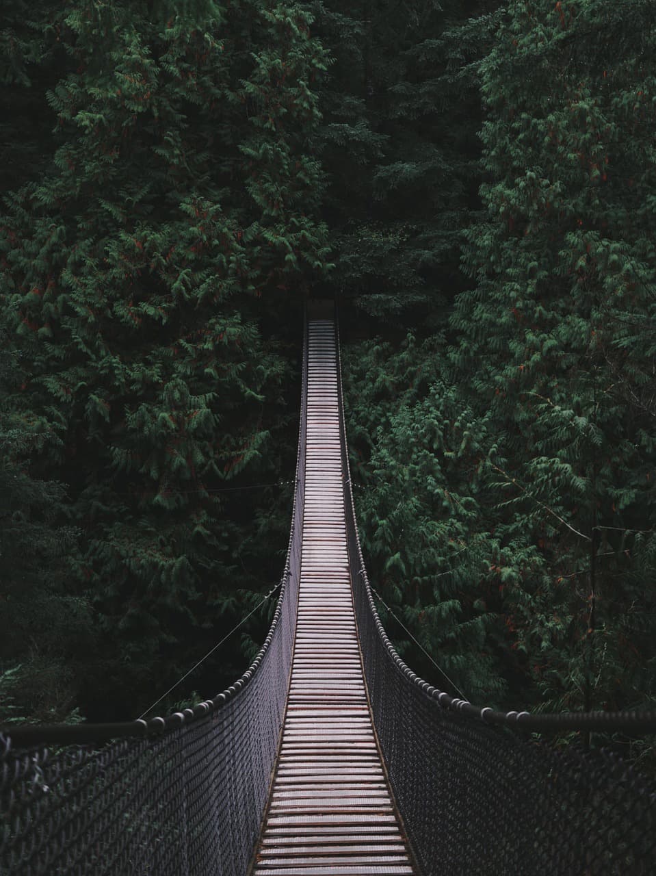 Vancouver's Rainforest Secrets! 🌲 Explore Lynn Canyon & Beyond