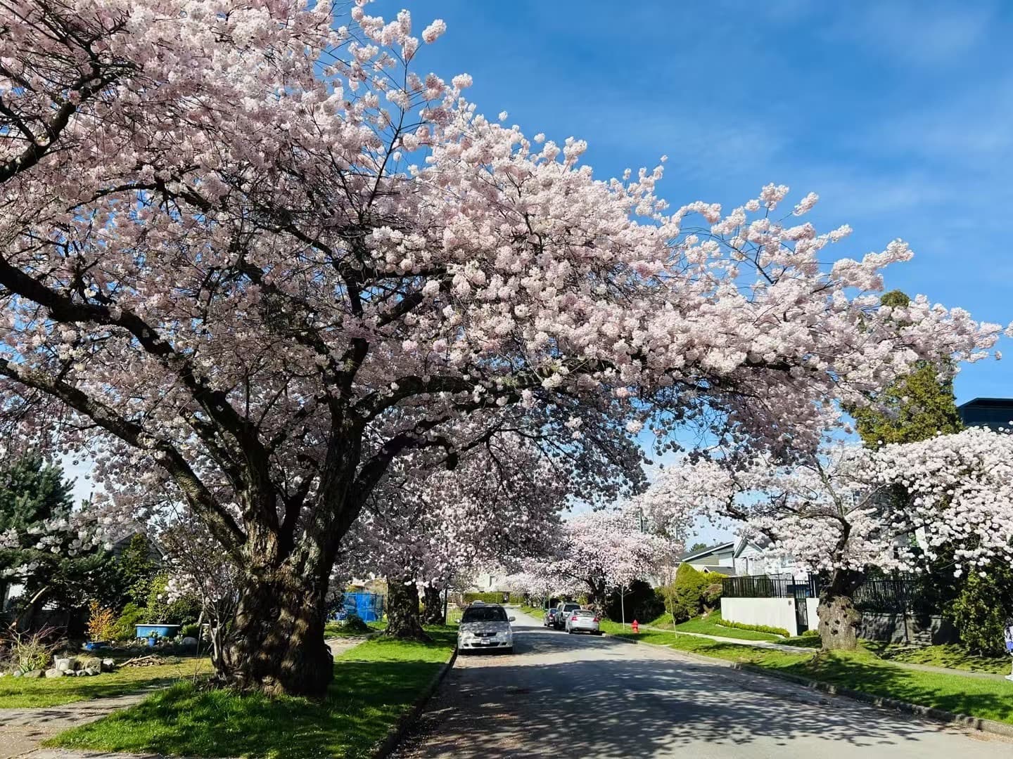 🌸 Now's the Perfect Time — Vancouver Cherry Blossom Spots in Full Bloom!