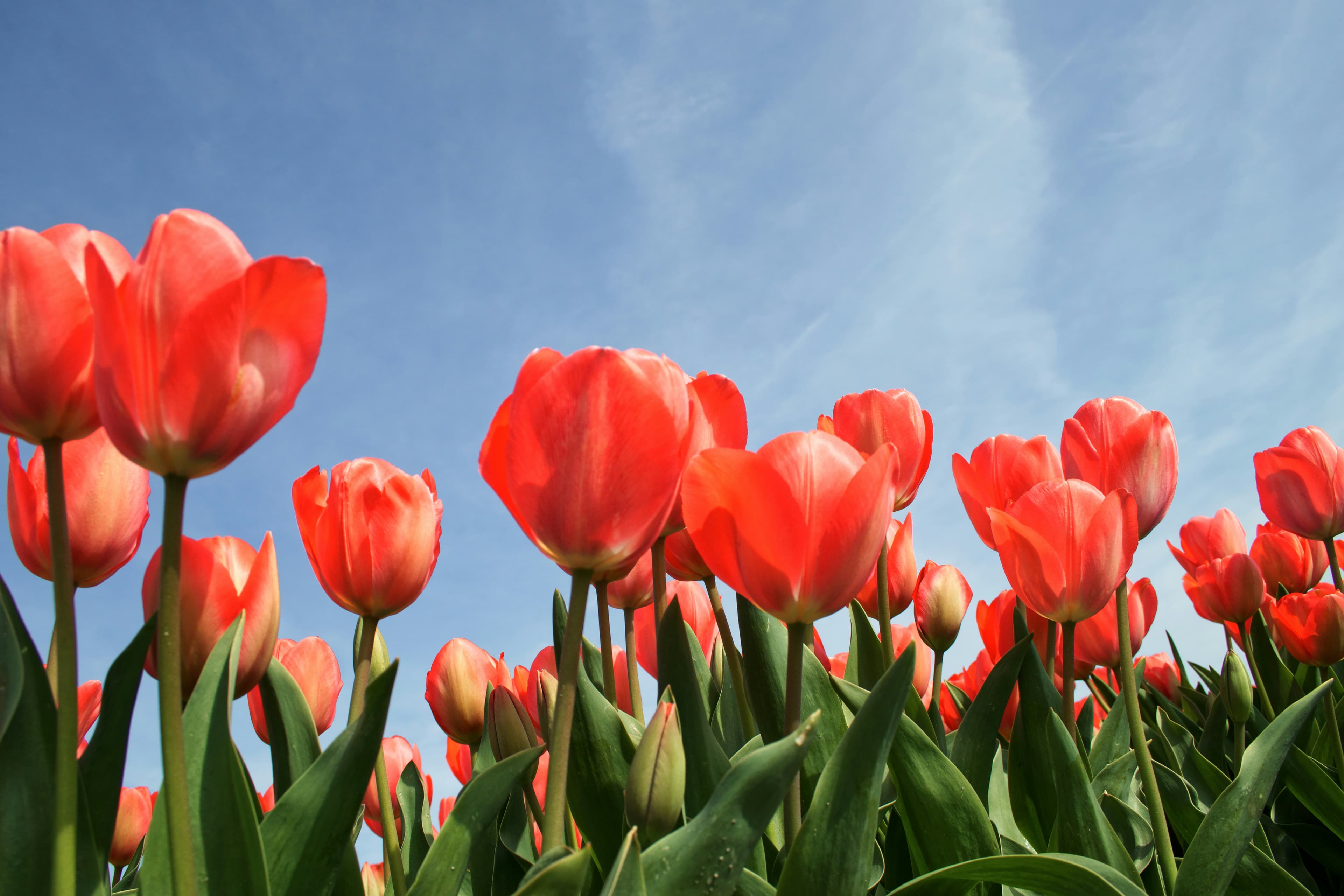 🌷 Beyond Cherry Blossoms: Your Guide to Vancouver's 2025 Tulip Festivals in April!